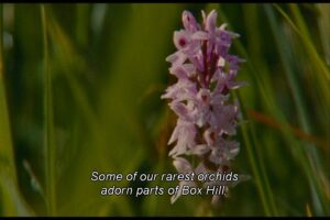 Pastoral Ideal4