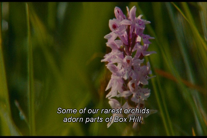 Pastoral Ideal4